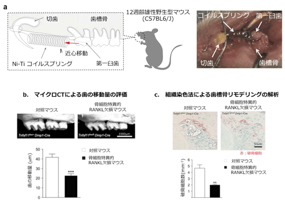 説明図・1枚目（説明は図の下に記載）