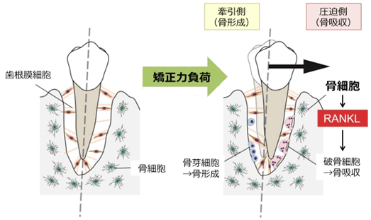 説明図・２枚目（説明は図の下に記載）