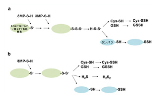 （図3）3MSTによるCys-SSH, GSSH,R-SSH, H2Sn生合成経路