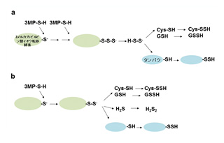 (図3)3MSTによるCys-SSH, GSSH,R-SSH, H2Sn生合成経路