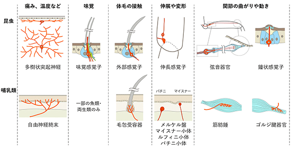 図1：昆虫と哺乳類の体性感覚器官