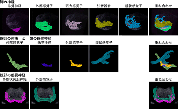 図2：体性感覚神経の軸索の末端が胸腹部神経節に作る層状構造