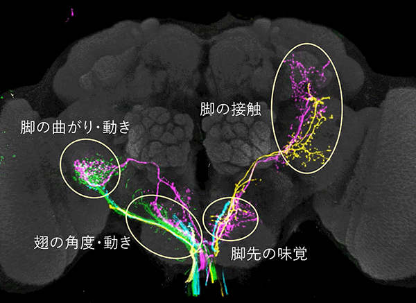 図3：末梢から直接脳に伸びる一次感覚神経と胸腹部神経節から脳に伸びる二次介在神経が、体の部位や情報の種類ごとに脳の異なる場所に線維を伸ばす（11種類の神経の重ね合わせ）