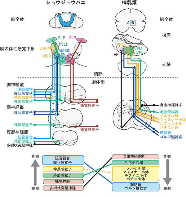 図4：昆虫と哺乳類の体性感覚神経回路の比較