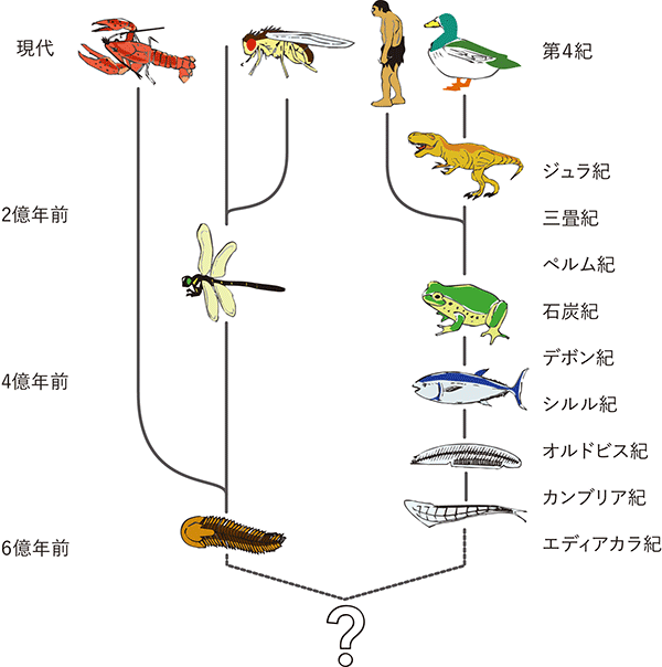図5：昆虫や哺乳類にいたる進化の道のりの概略