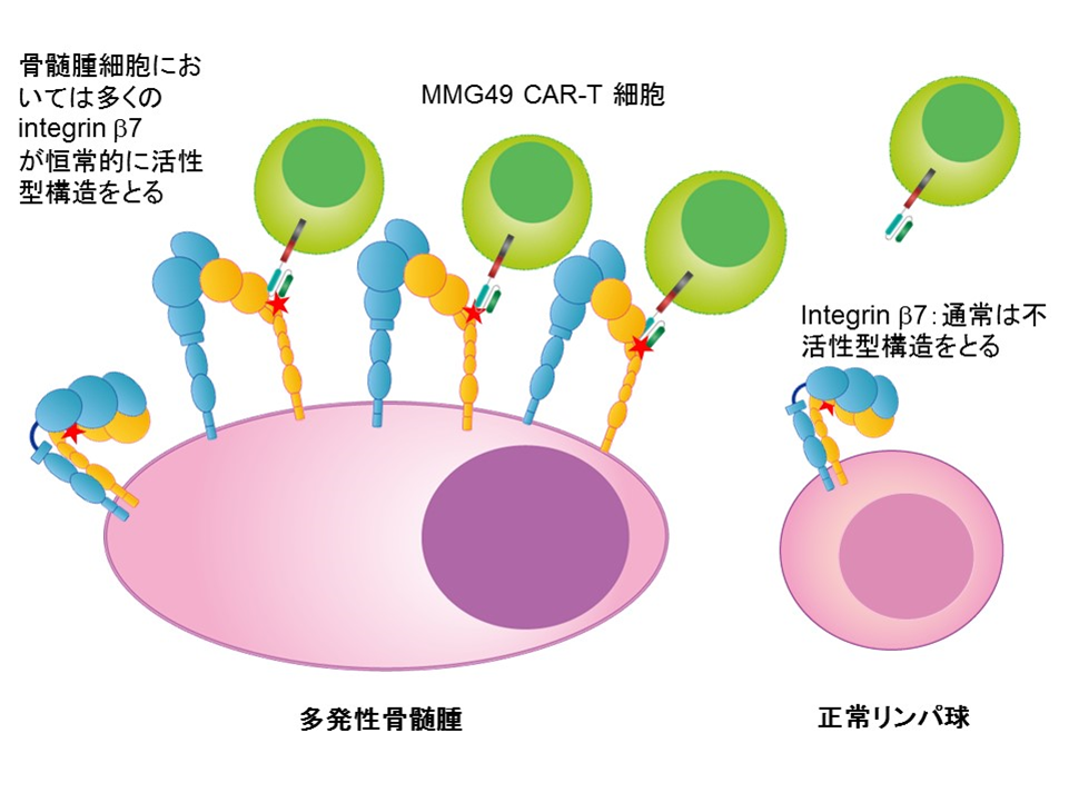 図1：インテグリンβ7の活性型立体構造を標的としたMMG49 CAR-T細胞療法