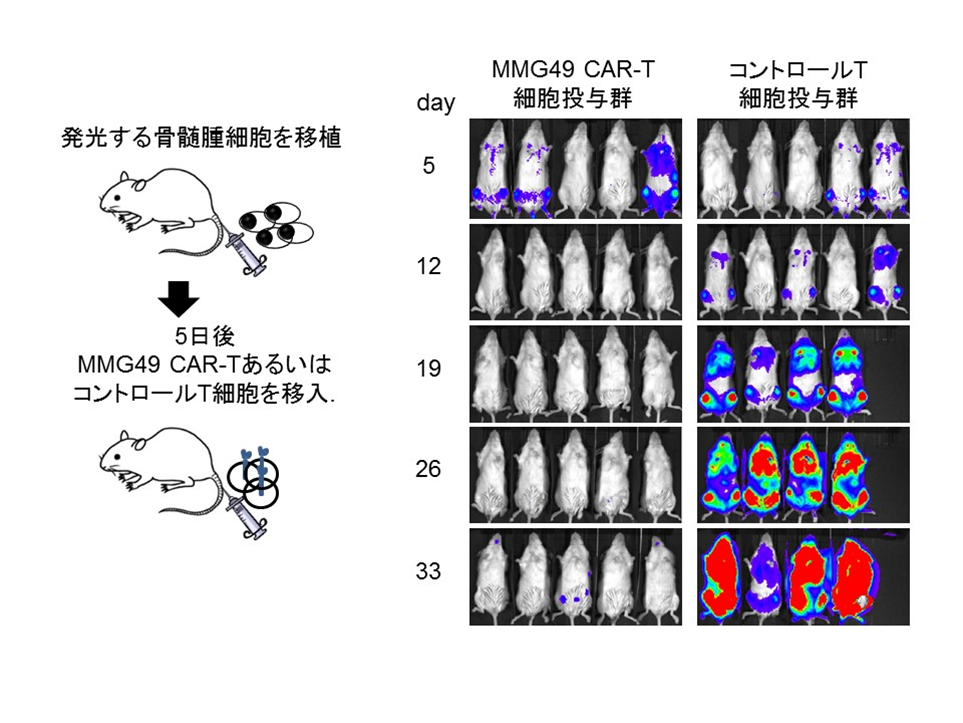 図2：MMG49 CAR-T細胞の著明な抗腫瘍効果