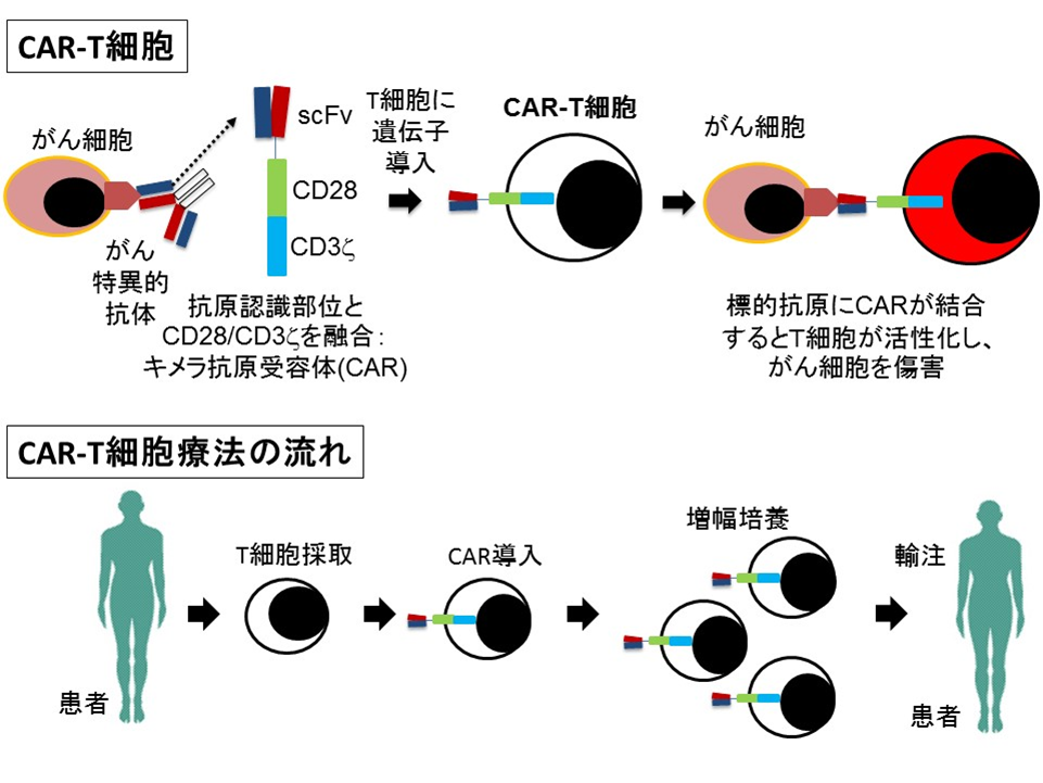 図3:CAR-T細胞療法の概要