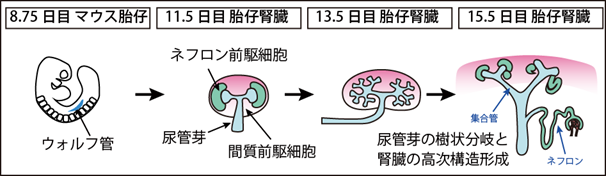 図1 生体における腎臓の形態形成過程
