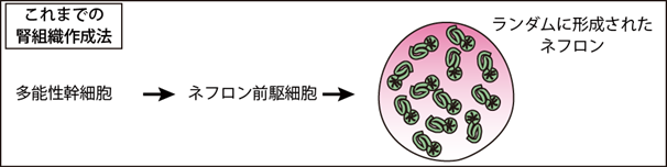 図2 これまでの多能性幹細胞から腎臓組織作製法