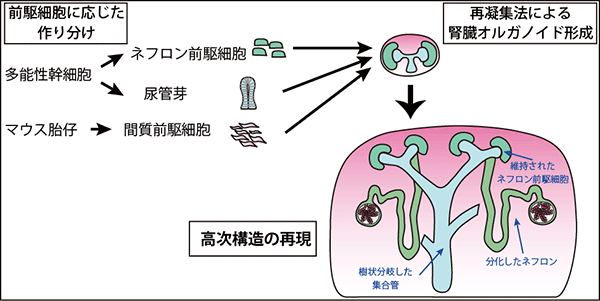 図3 今回の多能性幹細胞から胎児腎臓の高次構造の再現法