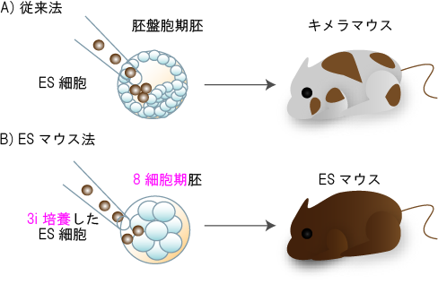 図2 キメラマウス作製法(従来法)とESマウス作製法