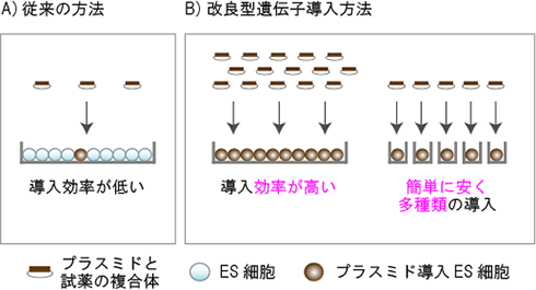 図3 従来型と改良型のES細胞への遺伝子導入方法