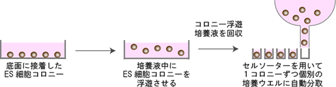 図4 ES細胞コロニー単離の自動化手法