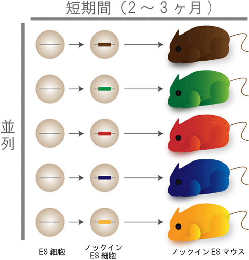 図6 交配を用いない次世代型マウス遺伝学技術