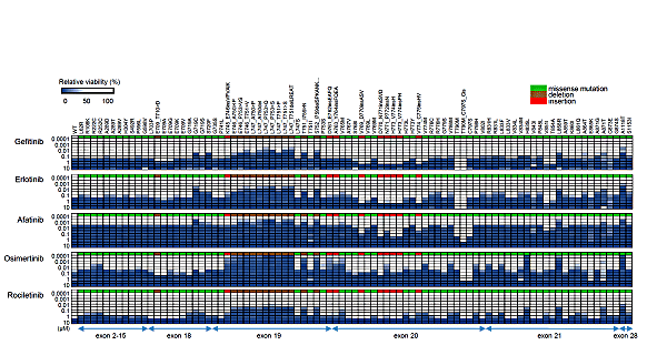 図2_EGFR変異体の薬剤感受性評価