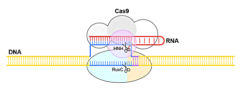 図1 CRISPR-Cas9によるDNA切断メカニズム