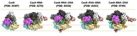 図2　CRISPR-Cas9の結晶構造