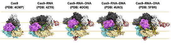 図2 CRISPR-Cas9の結晶構造