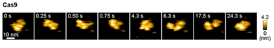 図3　Cas9単体の高速AFM動画