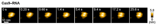 図4　Cas9-RNA複合体の高速AFM動画