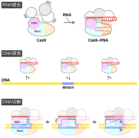 図7　CRISPR-Cas9によるDNA切断のダイナミクス