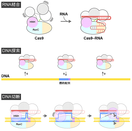 図7 CRISPR-Cas9によるDNA切断のダイナミクス