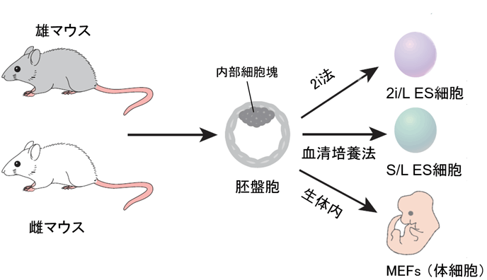 高品質なes細胞を高効率で作製する方法を同定 国立研究開発法人日本医療研究開発機構