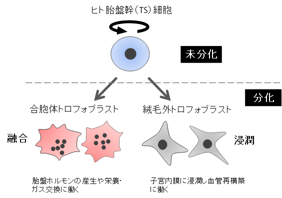 図4