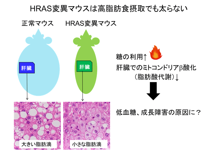 コステロ 症候群