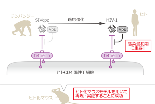 HIV-1感染初期:ウイルスタンパク質と内因性免疫の分子メカニズムに迫る