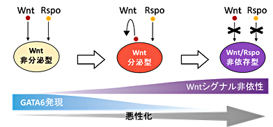 膵がんが段階的に悪性化する仕組みを解明～膵がんの新たな治療方法の道筋へ～