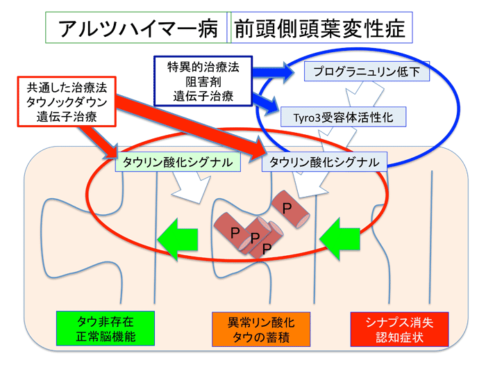 アルツハイマー病と前頭側頭葉変性症の共通病態を発見 新たなシグナルを標的とする早期治療法の開発にむけて 国立研究開発法人日本医療研究開発機構