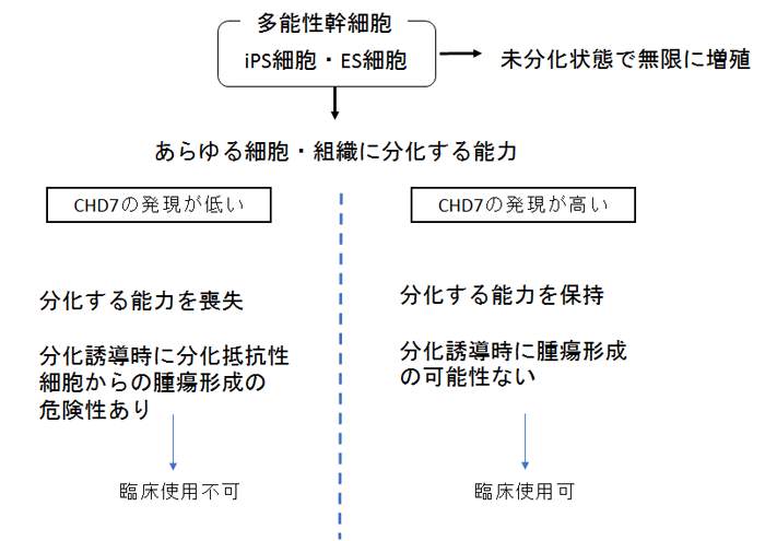iPS細胞やES細胞の分化能を決定する因子を同定