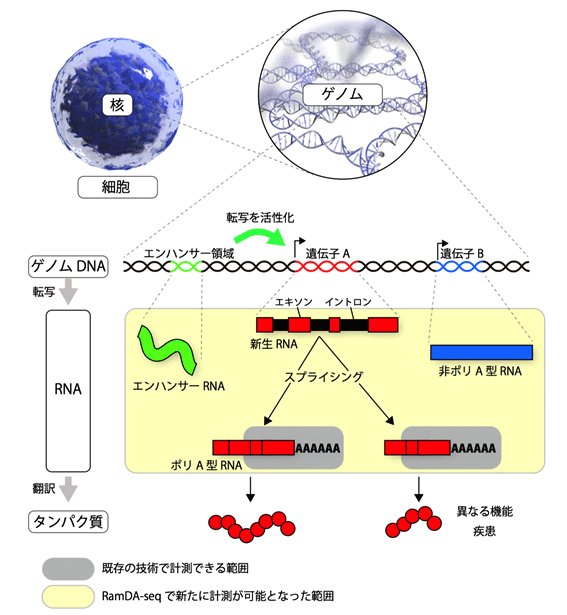 図1 ゲノムから遺伝子、RNA、タンパク質まで