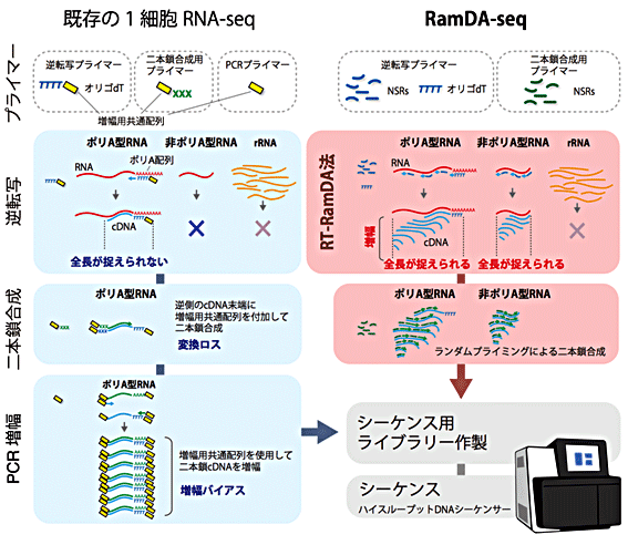 図2 既存の1細胞RNA-seqとRamDA-seqのワークフロー