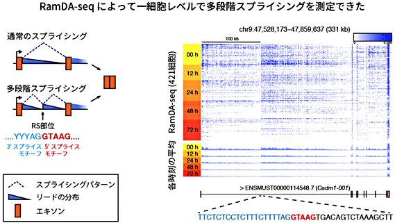 図5 特殊なスプライシングの検出