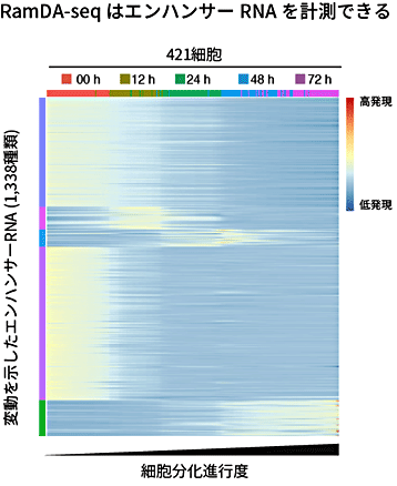 図6 細胞分化の進行に伴って変動するエンハンサーRNAの検出