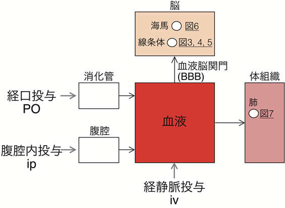 脳の深部を非侵襲的に観察できる人工生物発光システムAkaBLI