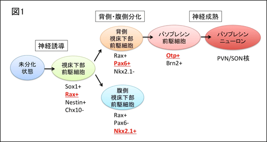 ヒトES細胞からバソプレシンを分泌する視床下部