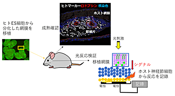 図2 ヒトES細胞由来の網膜組織移植後の組織成熟確認と光反応検証の実験概要