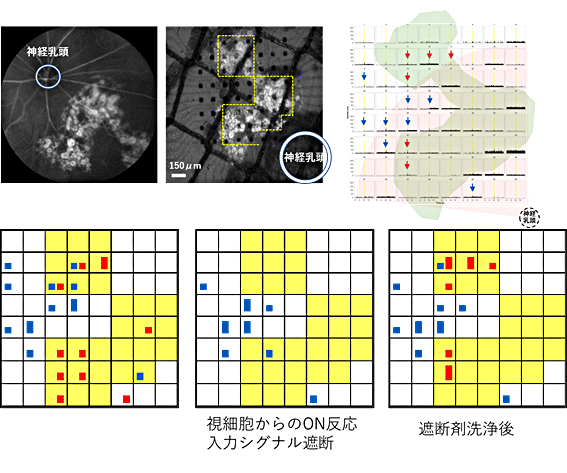 図4 ヒトES細胞由来網膜組織の移植20週後の光反応