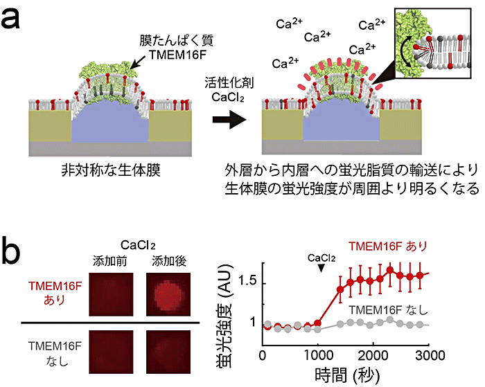 図3　膜たんぱく質による脂質輸送の1分子単位での超高感度計測例