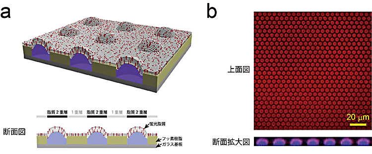 図1　超高密度人工生体膜チップ模式図および蛍光画像