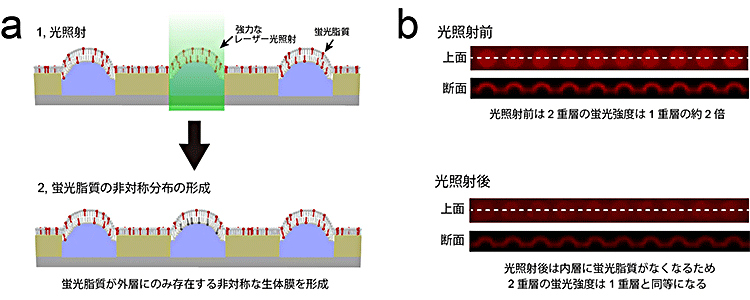 図2 光操作による脂質組成の非対称化技術
