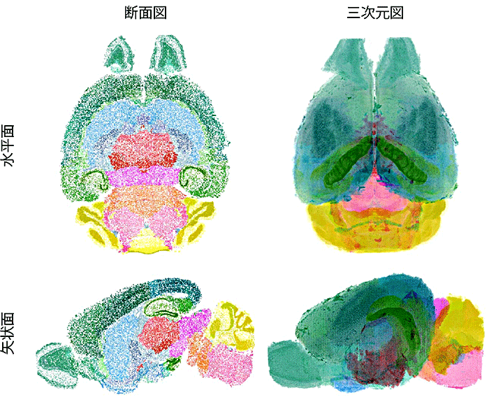 図3　1細胞解像度マウス脳アトラス（CUBIC-Atlas）