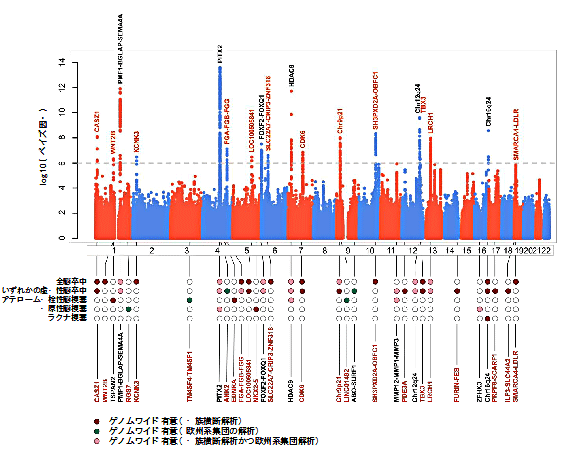 図1  52万人規模のゲノムワイド関連解析（GWAS）の結果