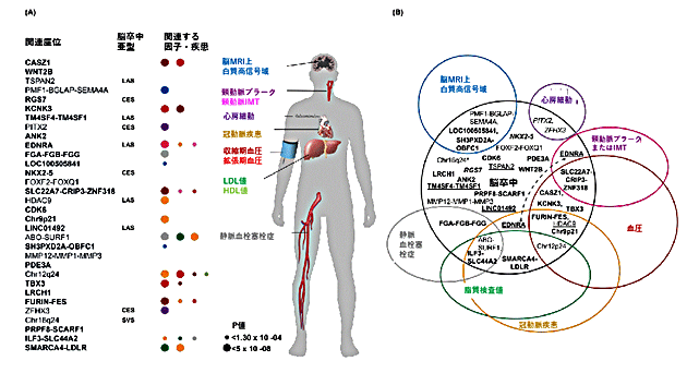 図2 脳卒中と関連する32の遺伝子領域と血管系疾患やリスク因子とのオーバーラップ