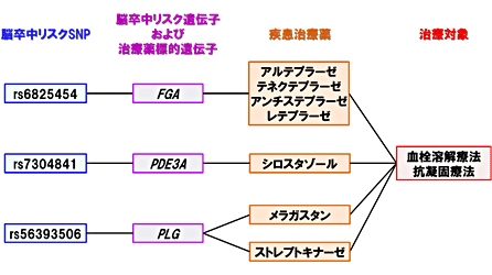 図3 脳卒中における疾患ゲノム情報と疾患治療薬のつながり