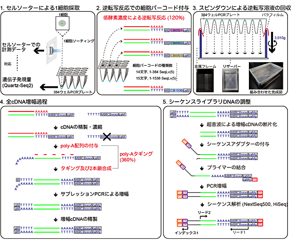 図2 Quartz-Seq2の概要